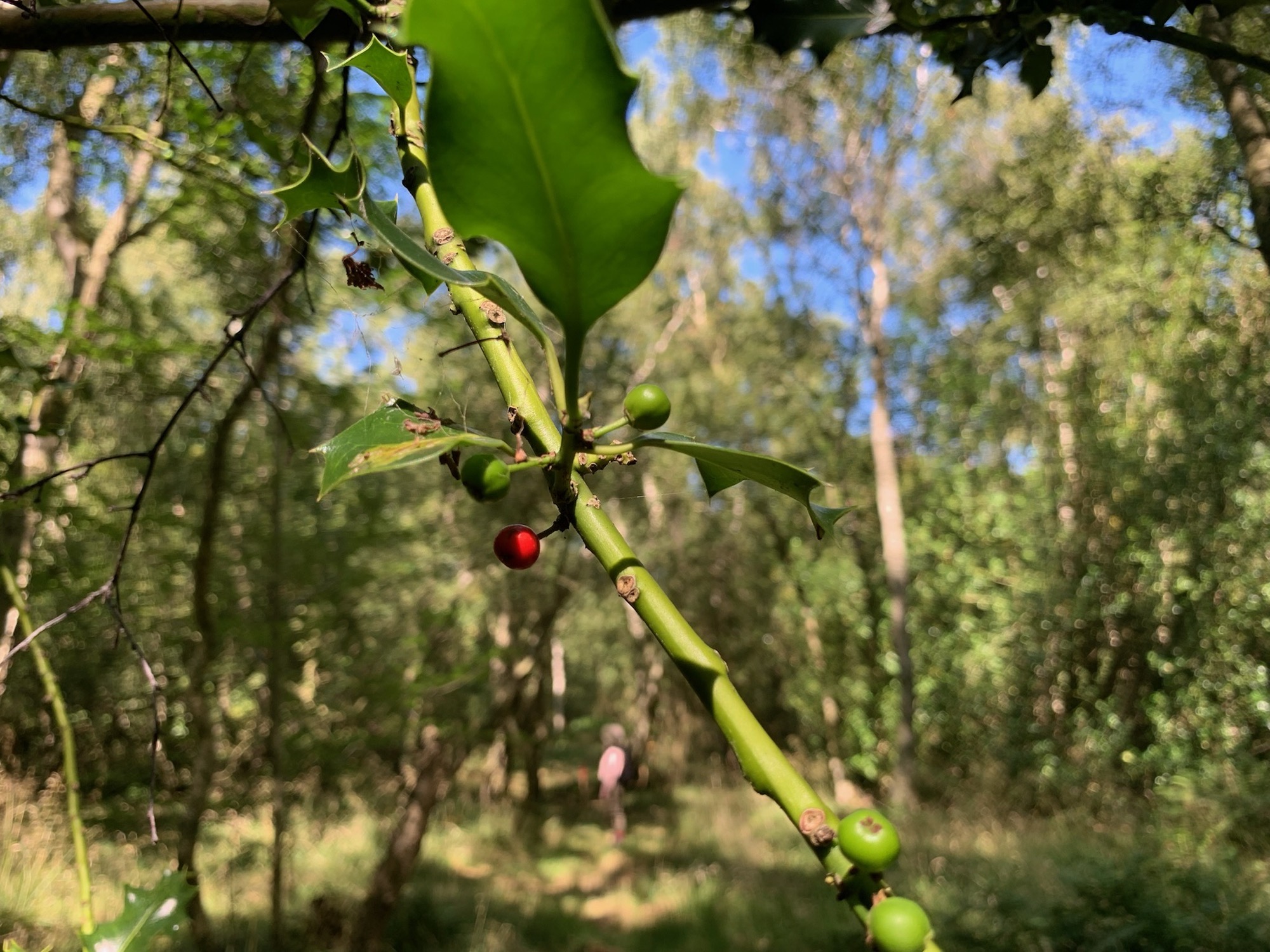 There is a lot of holly, next year we'll be selling what we can