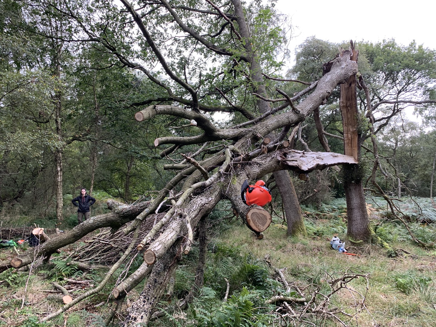 nibbling away at the lightening tree