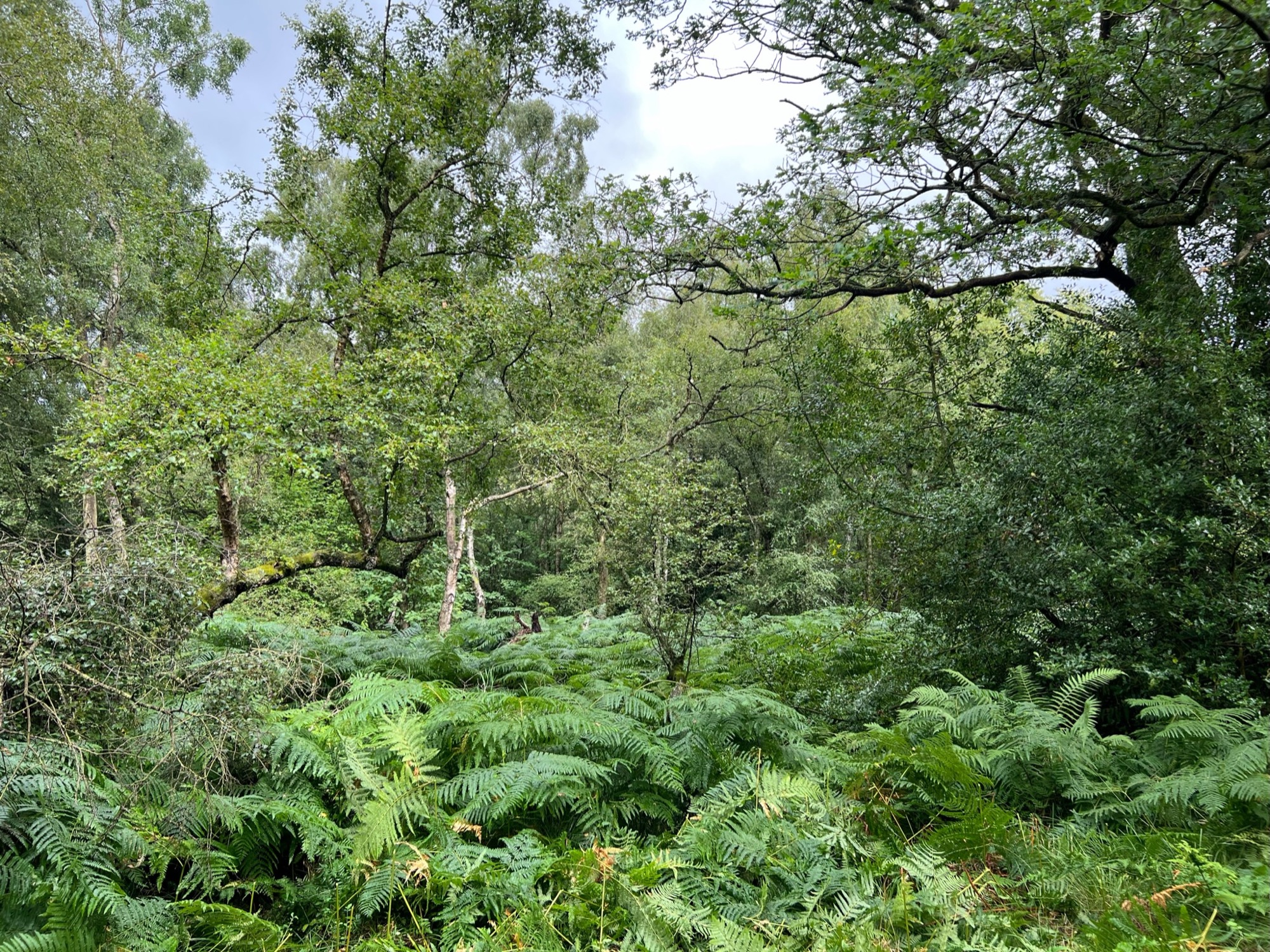 A view of one of the glades, which need some bracken management